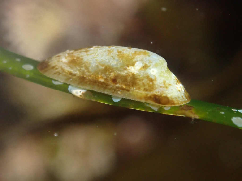 surfgrass limpet