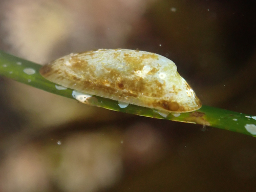 surfgrass limpet