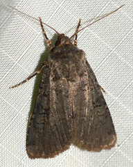 Euxoa velleripennis