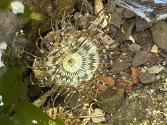 Anthopleura handi