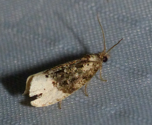 Off-white Hedya Moth photo 3