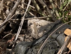 Podarcis siculus