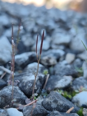Cardamine