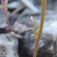 Cardamine