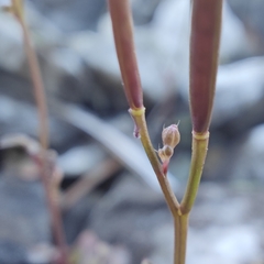 Cardamine