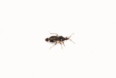Anthocoris nemoralis