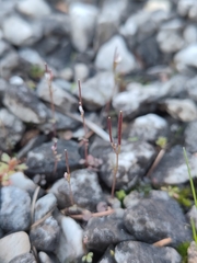 Cardamine