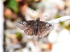Erynnis icelus image