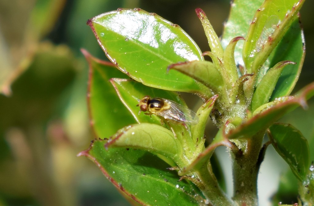 Thaumatomyia from Γλυφάδα, Ελλάδα on February 22, 2022 at 1256 PM by