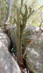 Tacinga palmadora