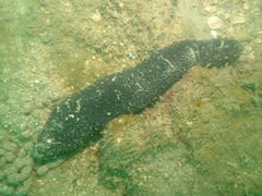 Holothuria leucospilota