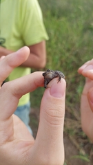 Rhinella dorbignyi