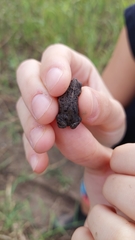 Rhinella dorbignyi
