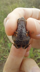 Rhinella dorbignyi