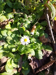 Bellis perennis