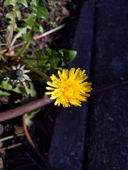 Taraxacum officinale
