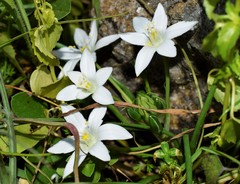 Ornithogalum collinum
