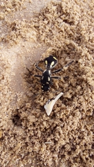 Traumatomutilla vidua