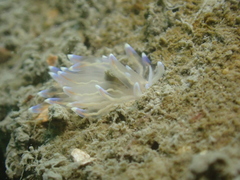 Phyllodesmium opalescens