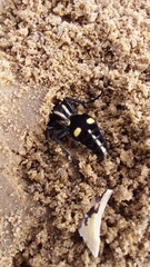 Traumatomutilla vidua