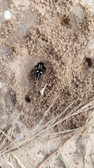 Traumatomutilla vidua