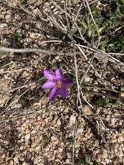 Crocus corsicus