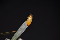 Castiarina subtincta