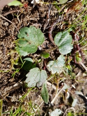 Ranunculus monspeliacus