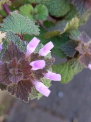 Lamium purpureum