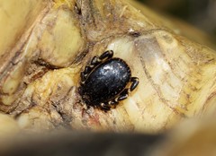 Hyalomma aegyptium