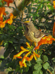 Chalcomitra senegalensis