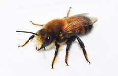 Megachile parietina