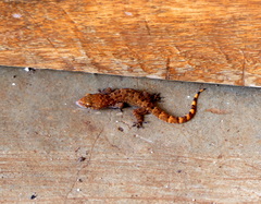 Hemidactylus angulatus