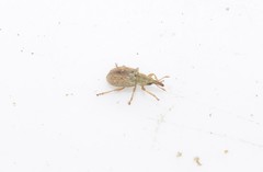 Malvapion malvae