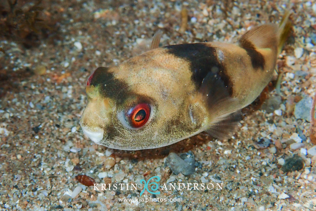 Darwin Toadfish
