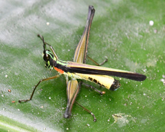 Paramastax nigra