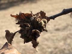 Andricus multiplicatus