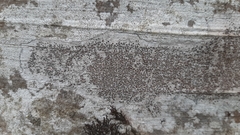 Lecanora argentata