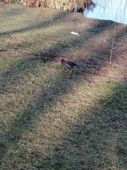 Gallinula chloropus