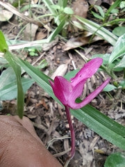 Comparettia