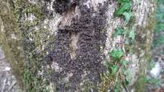 Lathagrium auriforme