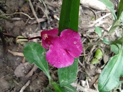 Comparettia