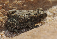 Poyntonophrynus fenoulheti