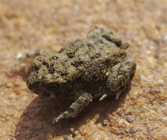 Poyntonophrynus fenoulheti