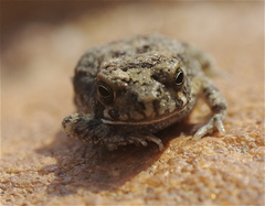 Poyntonophrynus fenoulheti