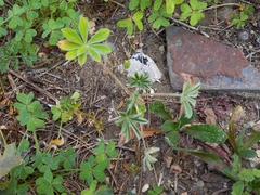 Lupinus cosentinii