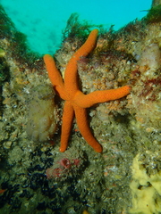 Echinasteridae