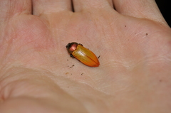 Castiarina subtincta