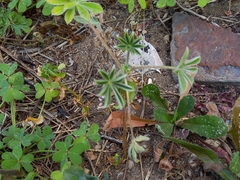 Lupinus cosentinii