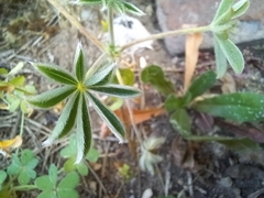 Lupinus cosentinii